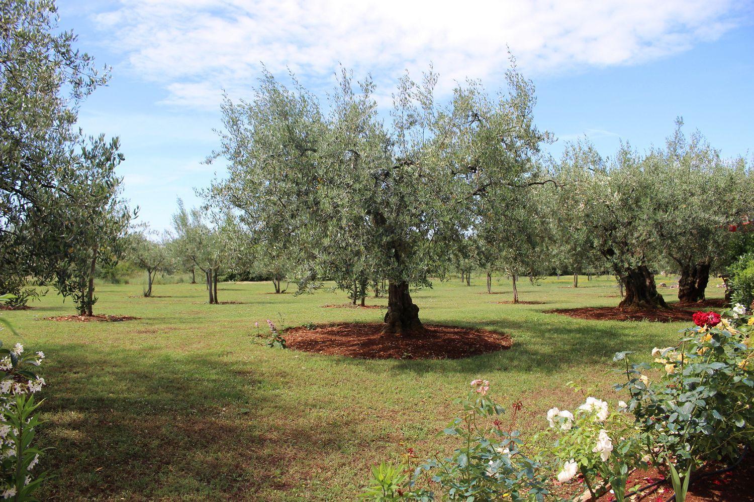 Hundefreundliches Nur 250 Meter Zum Mit Mediterranem Garten Apartment Poreč